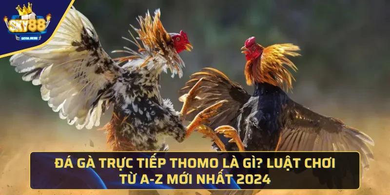 Đá gà trực tiếp Thomo